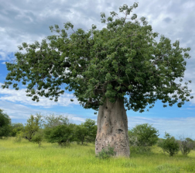 Baobab Öl aus Namibia