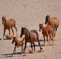 Unsere Spende für die Wilden Pferde Namibias