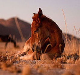 Namibia Wild Horses Foundation