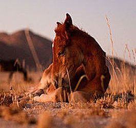 Namibia Wild Horses Foundation