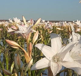 Lilien bei Maltahöhe