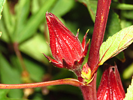 Bio Hibiskusblüten Tee – Afrikas blühender Schatz in der Tasse