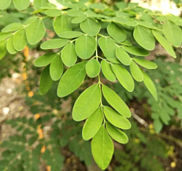 Bio Moringa aus Namibia