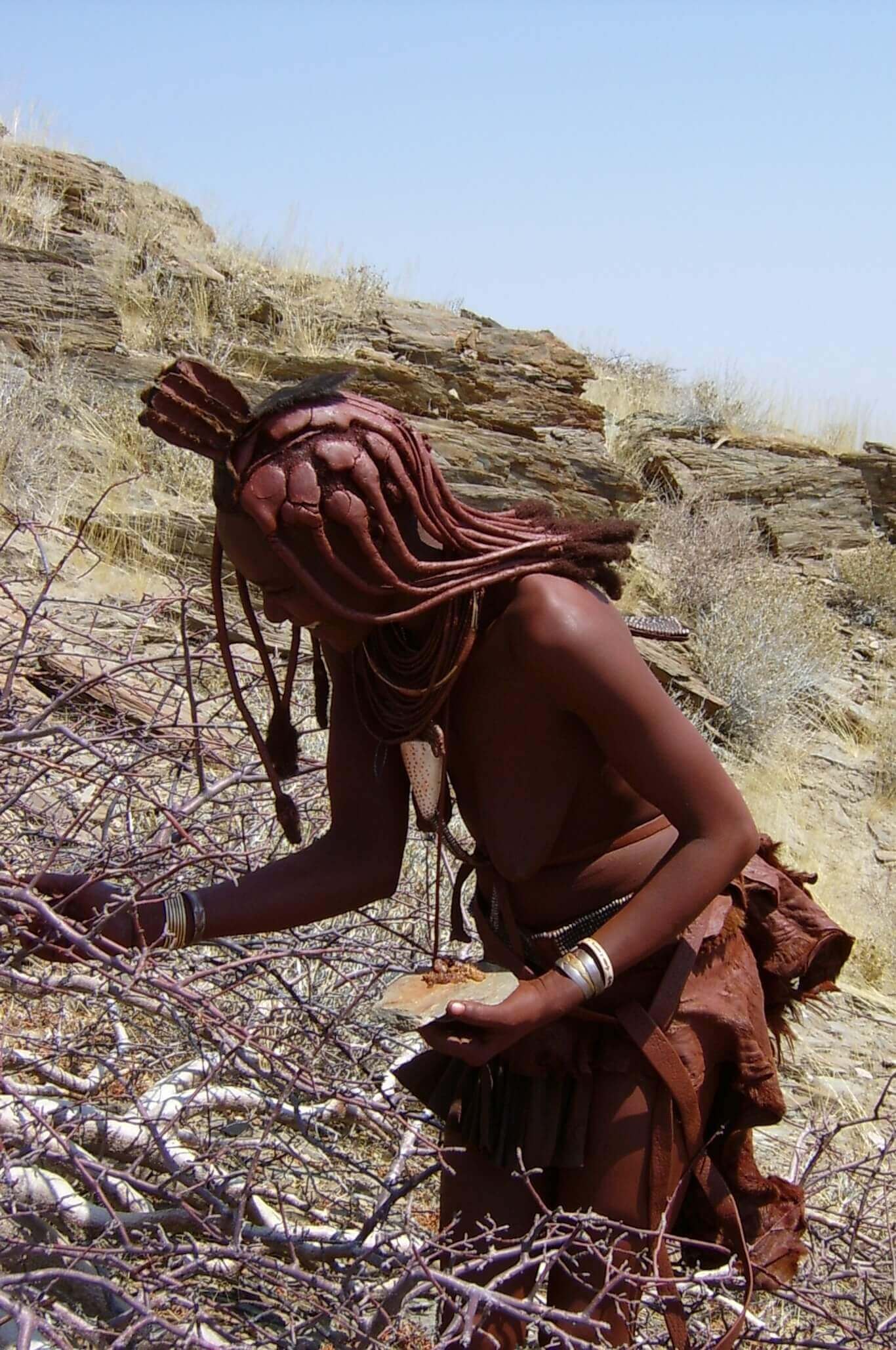 Die traditionell gekleideten Himba Frauen sammeln das Myrrhe-Harz während der Trockenzeit