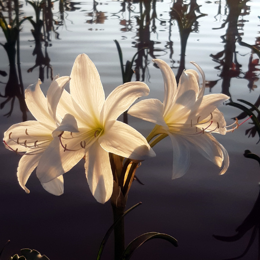 Sandhof Lilien Lilienblüte Namibia