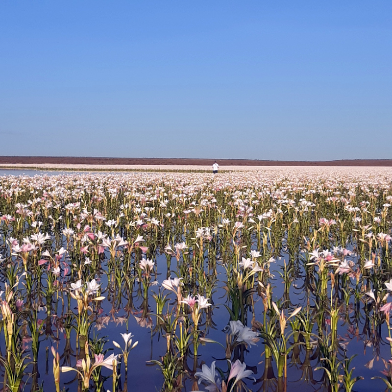 Sandhof Lilien Lilienblüte Namibia Maltahöhe