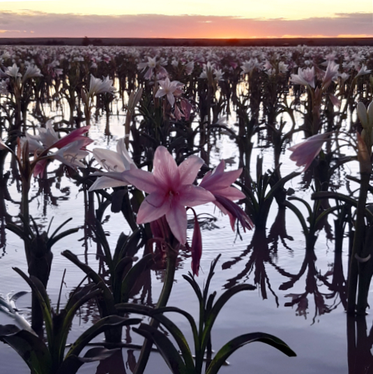 Sandhof Lilien Lilienblüte Maltahöhe