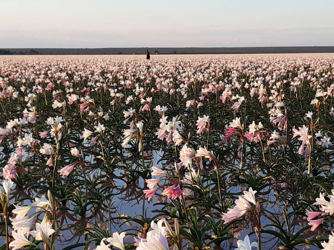 Sandhof Lilien Lilienblüte Namibia Maltahöhe
