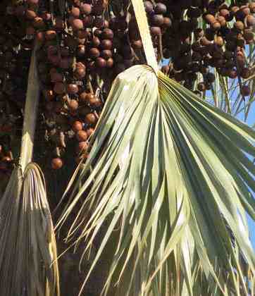 Hyphaene petersiana Makalanipalme Namibia