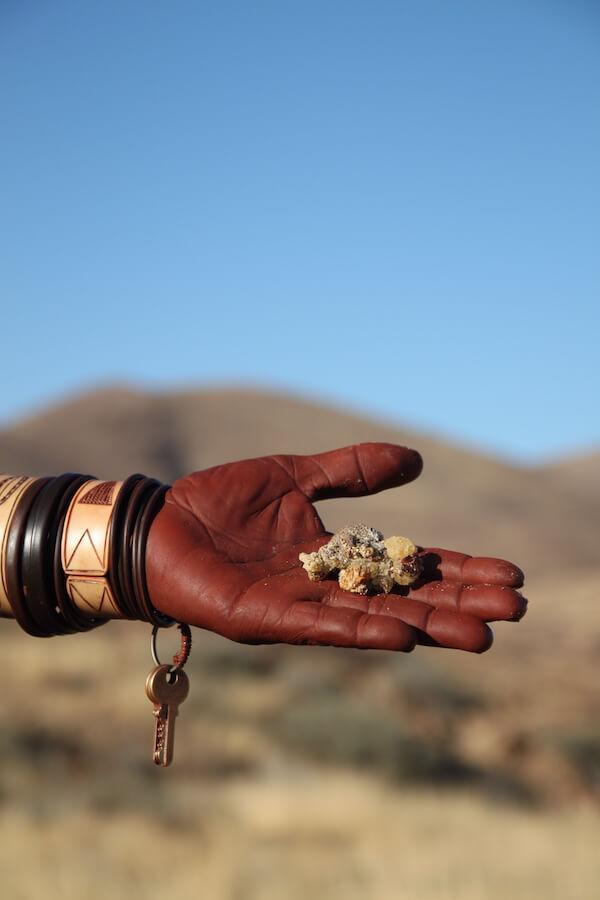 Die kostbare Myrrhe, gesammelt in der endlosen Weite des Kaokolandes
